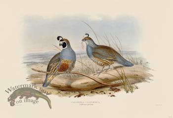 16 Califorian partridge